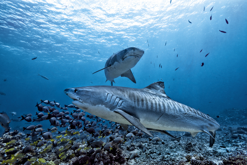 Why Sharks Are So Important to Ocean Health | le bouil baptiste/Shutterstock