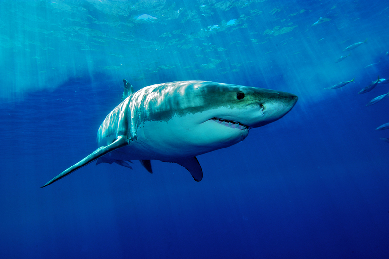 Why Sharks Are So Important to Ocean Health | Stefan Pircher/Shutterstock