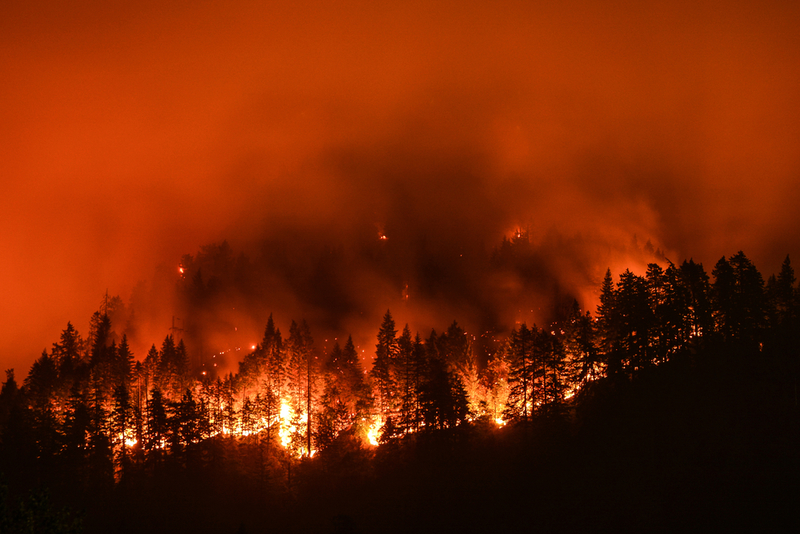 Forest Fires- Friend or Foe to the Environment? | Christian Roberts-Olsen/Shutterstock