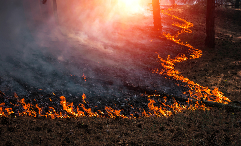 Forest Fires- Friend or Foe to the Environment? | Lumppini/Shutterstock