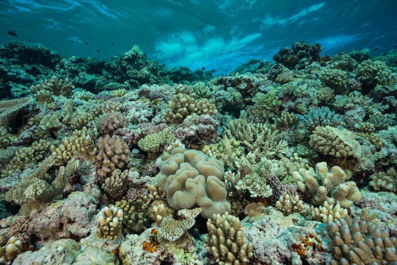 The Allen Coral Atlas Provides a Guide for Conserving Coral Reefs | Alamy Stock Photo by Juergen Freund 