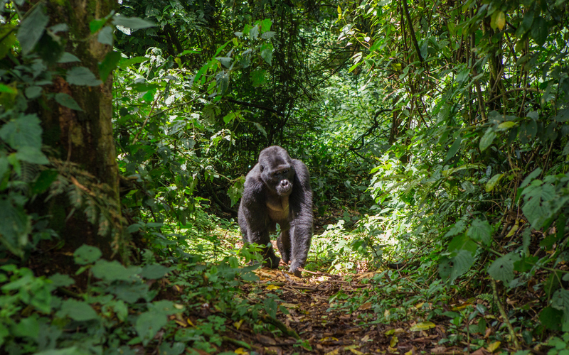 The Importance of Rainforests | GUDKOV ANDREY/Shutterstock 