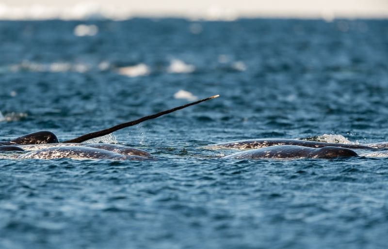 Narwhals: Mysterious Sea Unicorns | wildestanimal/Adobe Stock