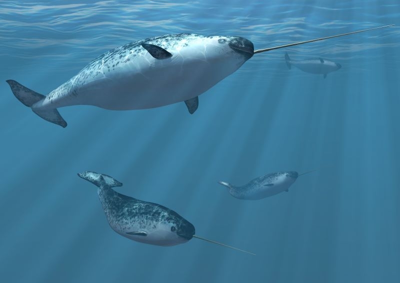 Narwhals: Mysterious Sea Unicorns | AlienCat/Adobe Stock