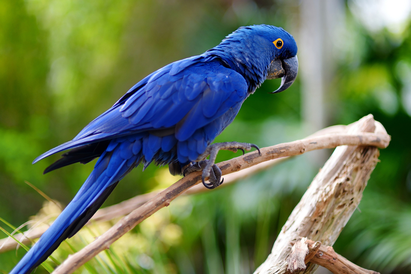 Parrots Are Raiding India’s Poppy Fields In Search for Opium | MNStudio/Shutterstock