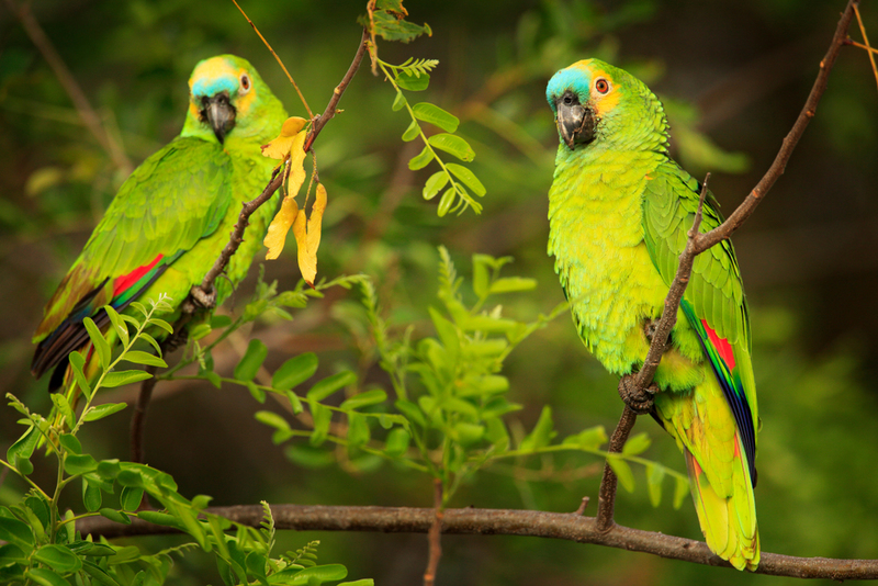 Parrots Are Raiding India’s Poppy Fields In Search for Opium | Ondrej Prosicky/Shutterstock