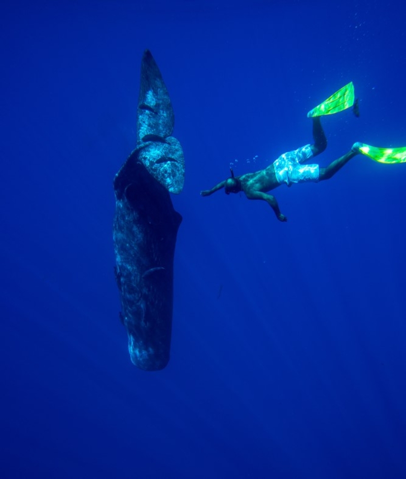 Massively Impressive Facts About the Sperm Whale | ohrim/Shutterstock
