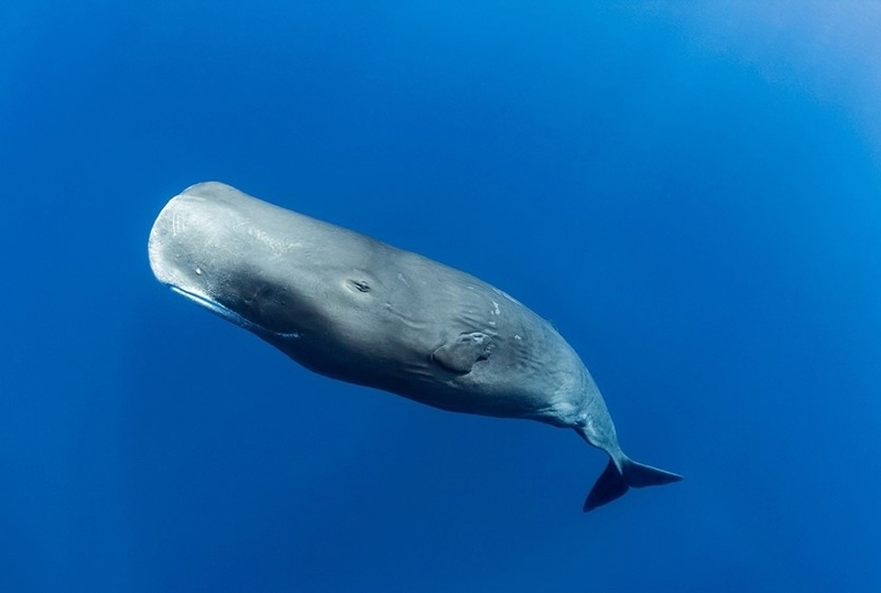 Massively Impressive Facts About the Sperm Whale | Animalgraphy/Shutterstock