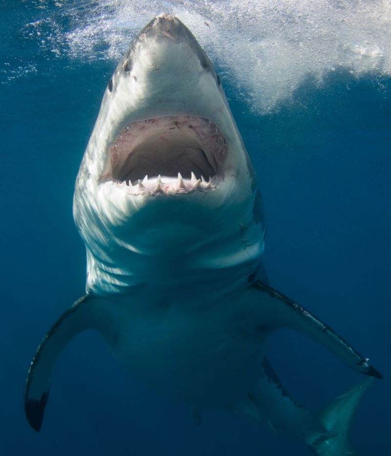 The World’s Most Aggressive Sharks | Alamy Stock Photo by Scubazoo 
