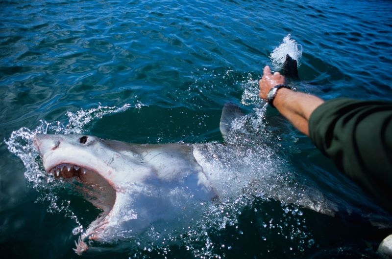 The World’s Most Aggressive Sharks | Alamy Stock Photo by Jeff Rotman
