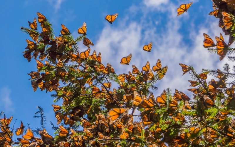 Butterflies Can Remember Where Things Are Across Large Spaces | JHVEPhoto/Shutterstock