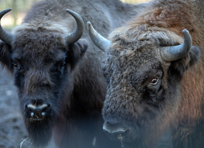 In and Out Buffalo | Getty Images Photo by Soeren Stache/picture alliance 