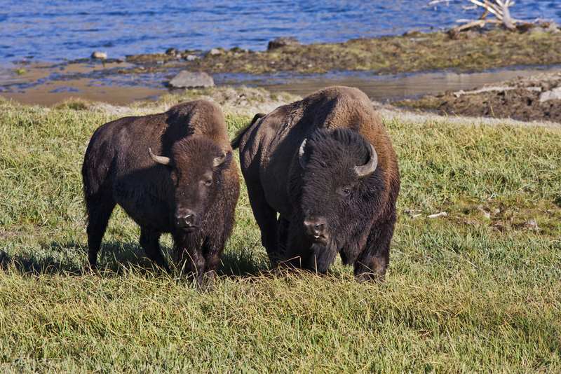 Cody the Buffalo | Shutterstock