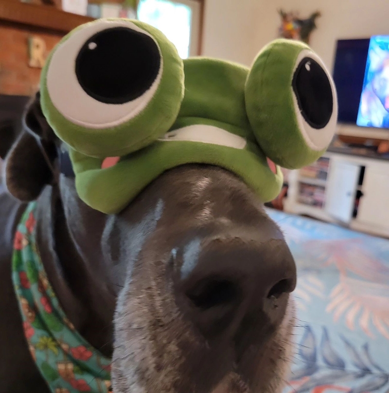 Frog Eye Mask | Instagram/@flash_thegreatdane