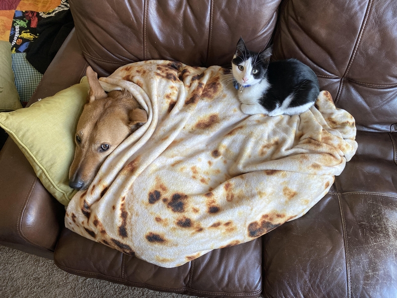 Burrito Blanket | Reddit.com/skiskiboardthenski