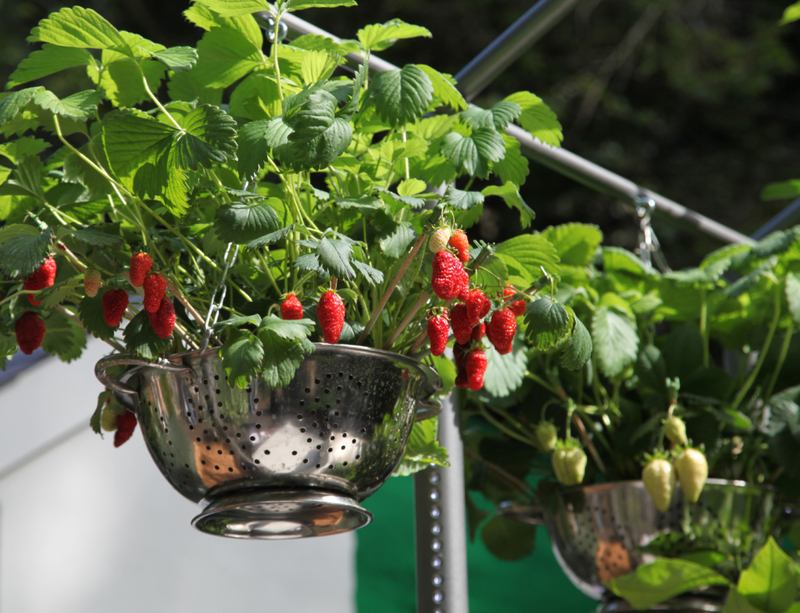 Grow Veggies in a Colander | Alamy Stock Photo