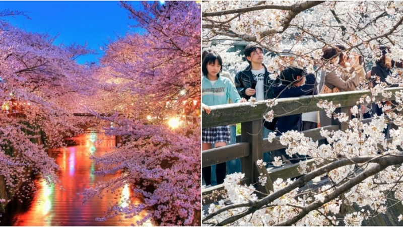 Sakura Blossom Tours, Japan | Shutterstock & Alamy Stock Photo