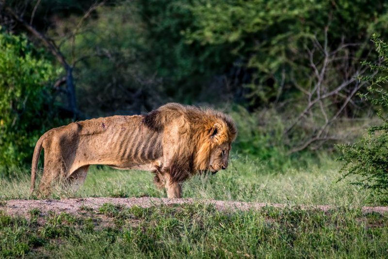 The Last Captured Moments of an Elderly Lion | Getty Images Photo by larry pannell/500px