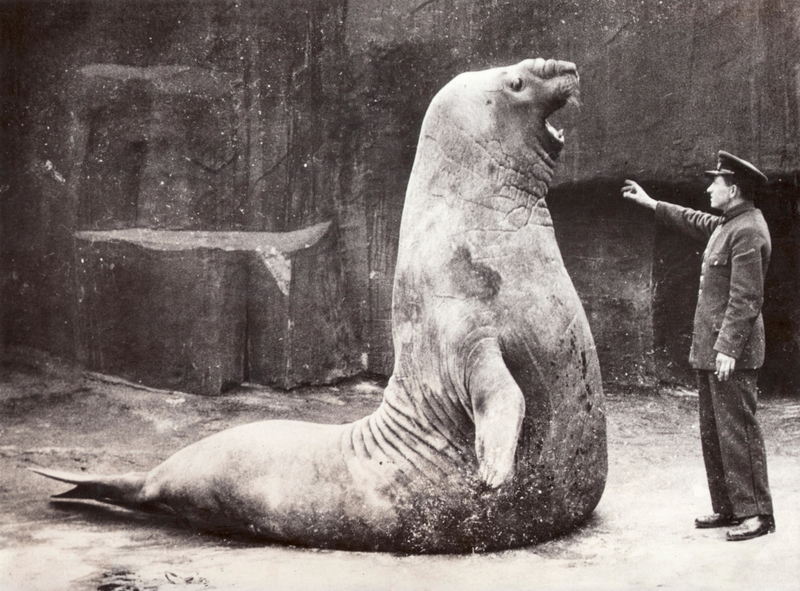 Goliath the Elephant Seal | Alamy Stock Photo by The Picture Art Collection