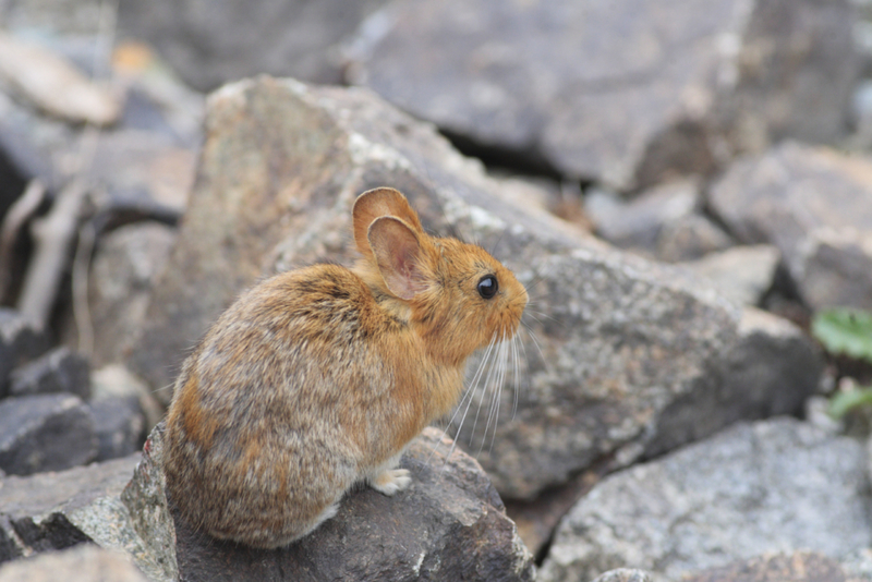 The Elusive Ili Pika: the Ultimate Hide and Seek Champion | Alamy Stock Photo by FLPA 