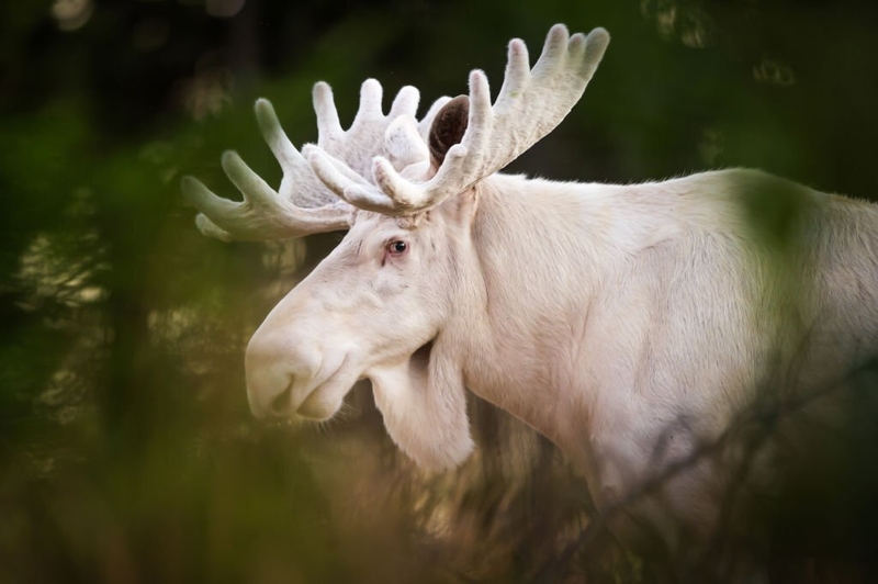 A Rare, Seemingly Albino Moose Crosses the Road - Gunnarskog, Varmland, Swede | Getty Images Photo by Roger Brendhagen 