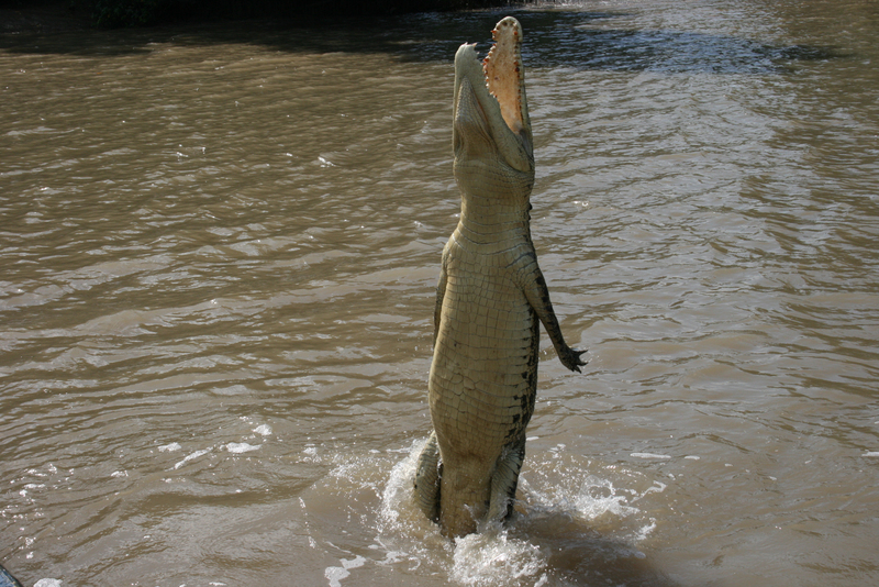 Smile for the Camera! A Grinning Crocodile Bears its Teeth as It Jumps Mid-air | Peters pic/Shutterstock