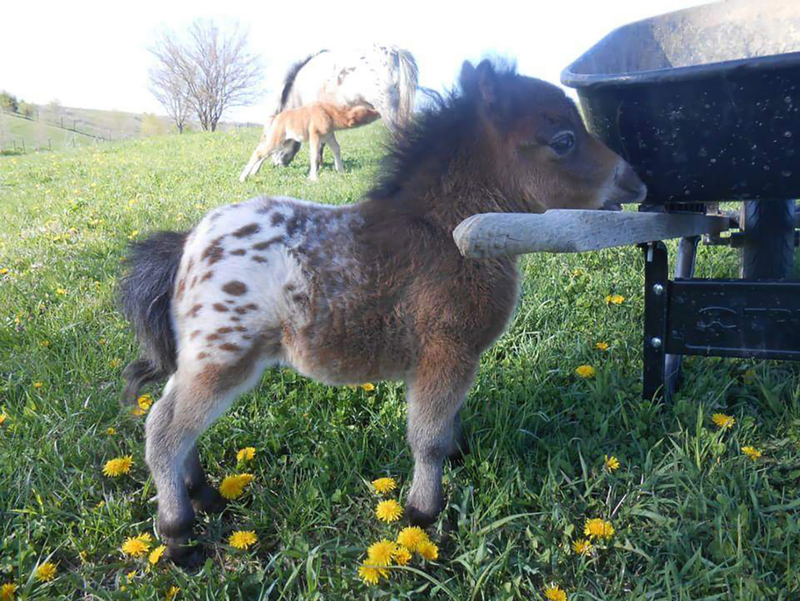 What’s Cuter Than a Mini Horse? A baby Mini Horse, of Course | Adobe Stock Photo by Sean